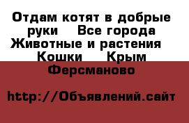 Отдам котят в добрые руки. - Все города Животные и растения » Кошки   . Крым,Ферсманово